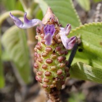 Coleus strobilifer (Roxb.) A.J.Paton